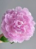 精品花材餐盘芍药花5支 商品缩略图2