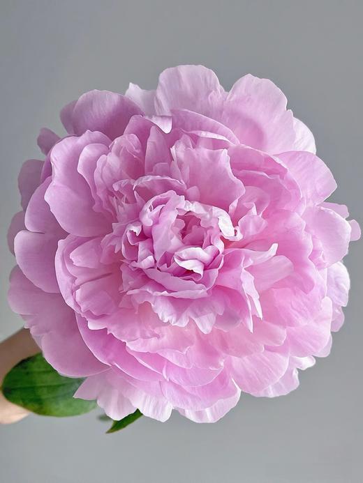 精品花材餐盘芍药花5支 商品图2