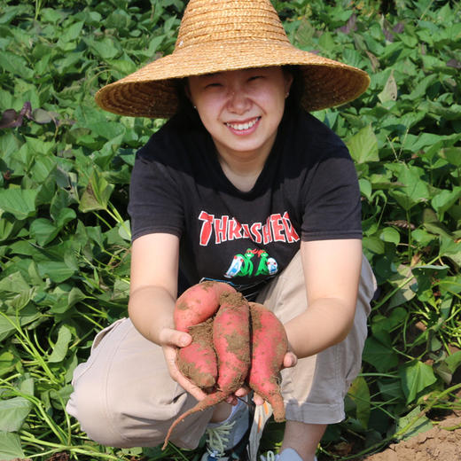 【密农优选  必买好物】密农人家甜蜜薯 糖心流油 甜糯无丝  蒸烤都好吃   3斤/5斤包邮   红薯 商品图5