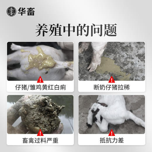 华畜-泻立停500g猪牛羊鸡鸭鹅调理肠道预防拉稀Z 商品图1