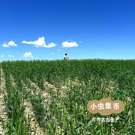 生态红光头荞麦面 200g/袋 | 合作农友生产，产自甘肃武威古浪，生产者：尹发华 &【公平贸易农人定价】 商品图8