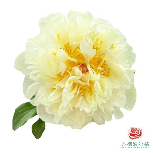 芍药 柠檬雪纺 5枝一扎 商品图0