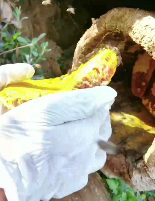 【土蜂蜜】纯天然成熟顶级蜜 商品图2