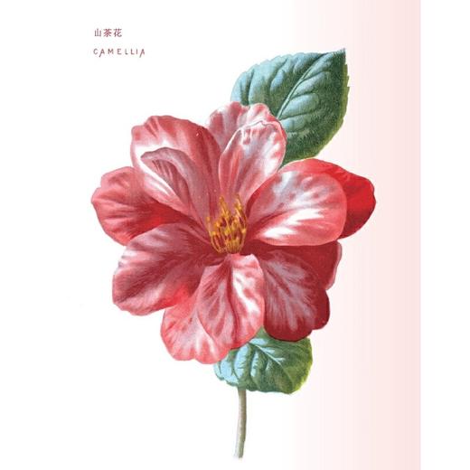 特展推荐｜花之语：英国古典版画里的花草秘事(精) 商品图1