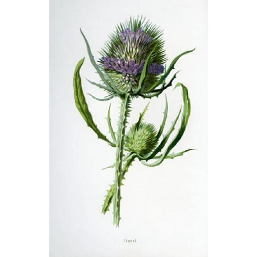 特展推荐｜花之语：英国古典版画里的花草秘事(精) 商品图2