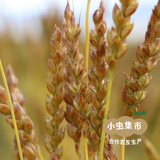 生态红光头荞麦面 200g/袋 | 合作农友生产，产自甘肃武威古浪，生产者：尹发华 &【公平贸易农人定价】 商品图6