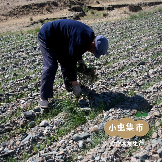 生态红光头荞麦面 200g/袋 | 合作农友生产，产自甘肃武威古浪，生产者：尹发华 &【公平贸易农人定价】 商品图9