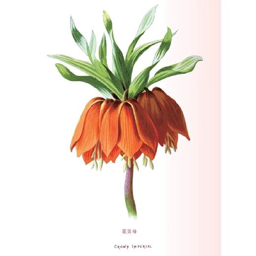 特展推荐｜花之语：英国古典版画里的花草秘事(精) 商品图3