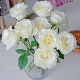 新鲜鲜花  骄傲白玫瑰1束（10支）