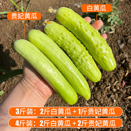 水果黄瓜组合 贵妃黄瓜+白黄瓜 生吃脆嫩清甜 新鲜蔬菜3斤/4斤 商品图1