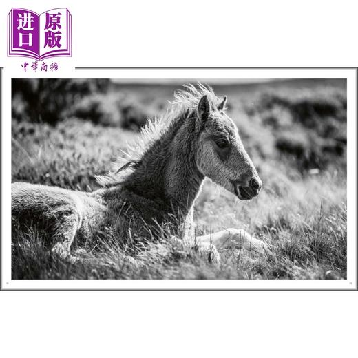 【中商原版】Wild Horses 进口艺术 野马摄影集 商品图2