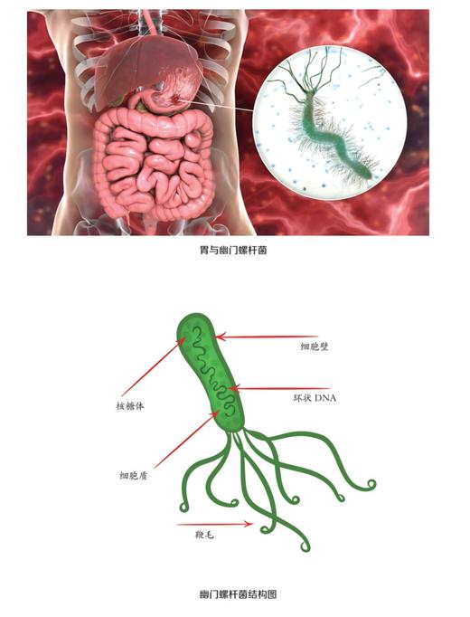 2分钟微生物 商品图3