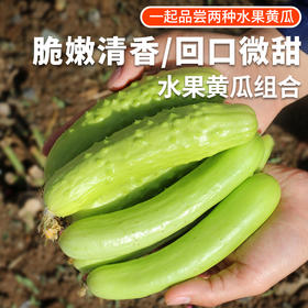 水果黄瓜组合 贵妃黄瓜+白黄瓜 生吃脆嫩清甜 新鲜蔬菜3斤/4斤