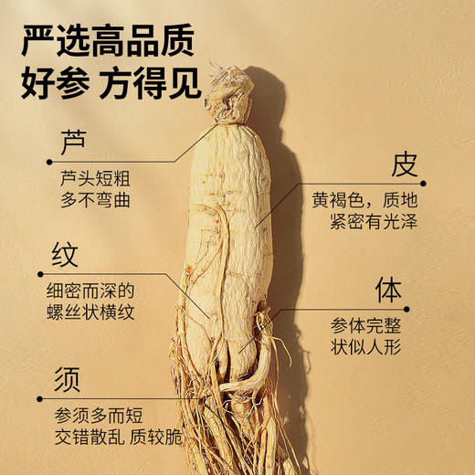 【正宗同仁堂品牌】北京同仁堂 青源堂 人参100克  严选长白山 足龄整参SY 商品图3