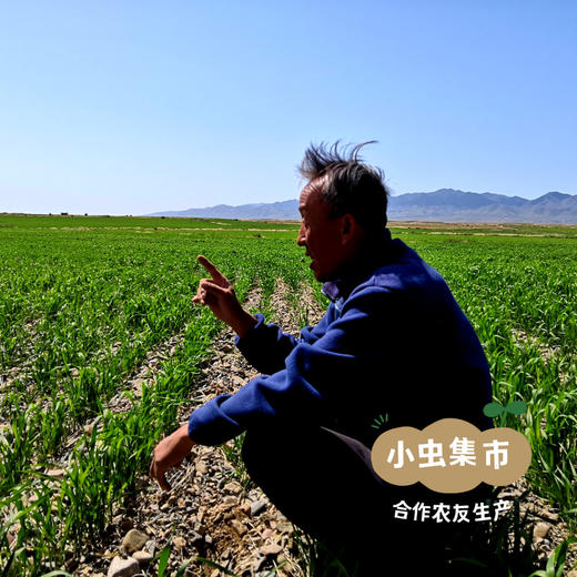 生态红光头荞麦面 200g/袋 | 合作农友生产，产自甘肃武威古浪，生产者：尹发华 &【公平贸易农人定价】 商品图10