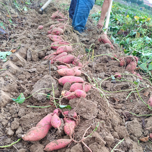 【密农优选  必买好物】密农人家甜蜜薯 糖心流油 甜糯无丝  蒸烤都好吃   3斤/5斤包邮   红薯 商品图8