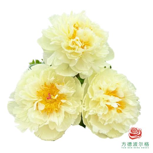 芍药 柠檬雪纺 5枝一扎 商品图1