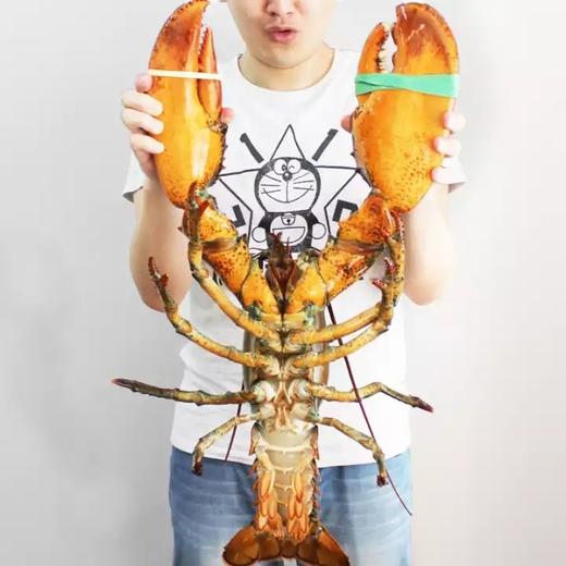 【波士顿大龙虾】 商品图1