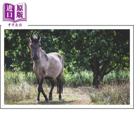 【中商原版】Wild Horses 进口艺术 野马摄影集 商品图3