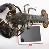 【波士顿大龙虾】 商品缩略图2