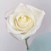 新鲜鲜花  骄傲白玫瑰1束（10支） 商品缩略图5