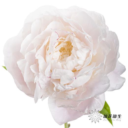 【山东仓现货】顺丰空运包邮芍药｜东方少女 商品图0