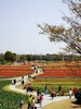 虞美人盛开的花海特色露营场地 商品缩略图2