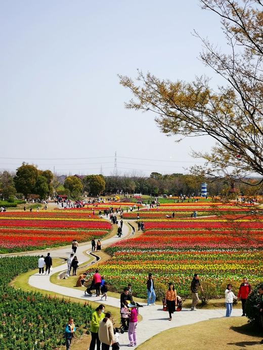 虞美人盛开的花海特色露营场地 商品图2