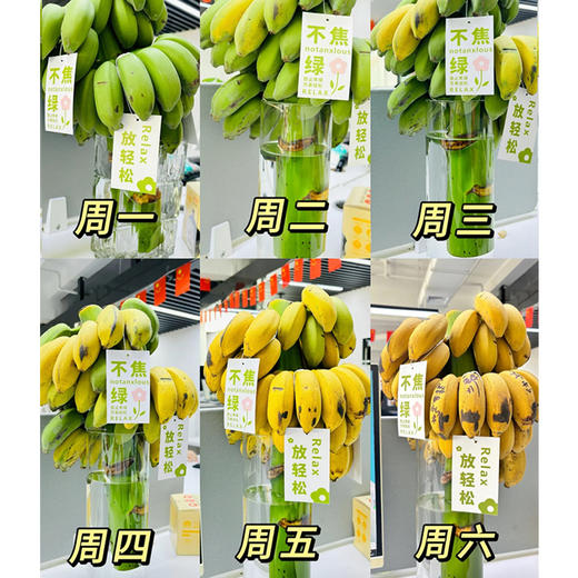 好玩好吃好看香蕉【禁止蕉绿】打工人自己的专属绿植 🌲.神仙工位的新宠!水培芭蕉小胖蕉，没熟之前是绿植 熟了之后是水果！ 商品图4