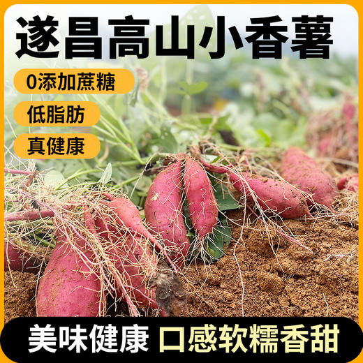 【分销】高山小香薯 2500克/箱 商品图1
