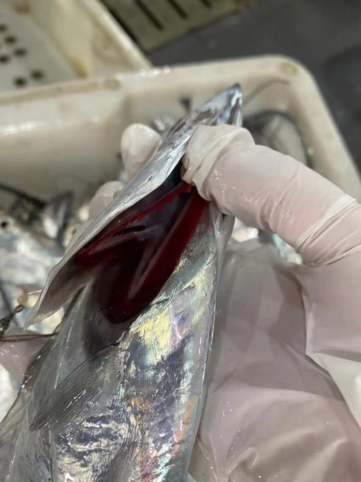 xm【纯海钓】整条大带鱼 🎁 抢抢抢！！！渔港直供海钓带鱼王 刺少肉嫩·清蒸红烧皆宜 活冻冷链 商品图1