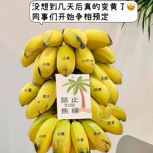 好玩好吃好看香蕉【禁止蕉绿】打工人自己的专属绿植 🌲.神仙工位的新宠!水培芭蕉小胖蕉，没熟之前是绿植 熟了之后是水果！ 商品图1