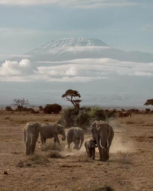 【境外】【狂野肯尼亚】【定制团】动物大迁徙 10天7晚 商品图0