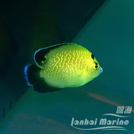 黄金火花 商品图2