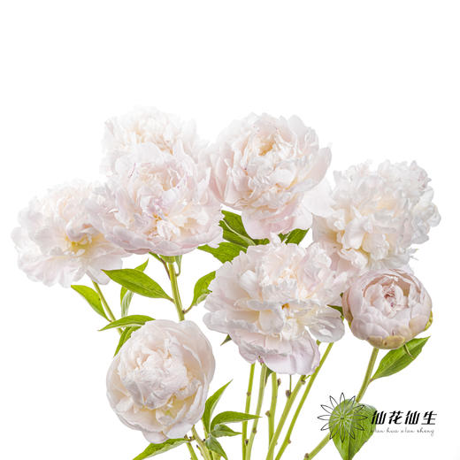 【山东仓现货】顺丰空运包邮芍药｜东方少女 商品图3