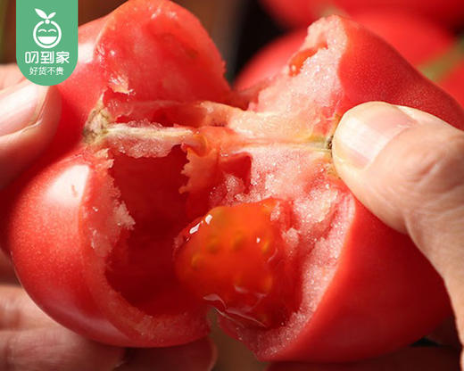 【预售-4月8日配送】陕西泾阳普罗旺斯番茄/1箱（9-17枚，共2kg±100g） 商品图1