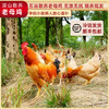 【原生态散养土鸡】跑山健身鸡 散养在生态高山竹林中  纯粮喂养的公鸡母鸡 净重2.3-3.2斤/只 商品缩略图0
