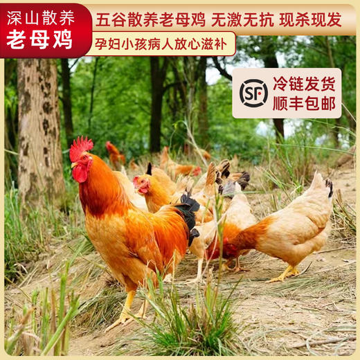 【原生态散养土鸡】跑山健身鸡 散养在生态高山竹林中  纯粮喂养的公鸡母鸡 净重2.3-3.2斤/只 商品图0