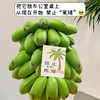好玩好吃好看香蕉【禁止蕉绿】打工人自己的专属绿植 🌲.神仙工位的新宠!水培芭蕉小胖蕉，没熟之前是绿植 熟了之后是水果！ 商品缩略图0