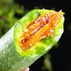 【现摘现发！山东博洋9号甜瓜】饱满脆甜，爽口多汁，脆爽多汁 一口甜到心！61号甜瓜5斤新鲜水果当季羊角蜜大果脆甜香蜜 商品缩略图1