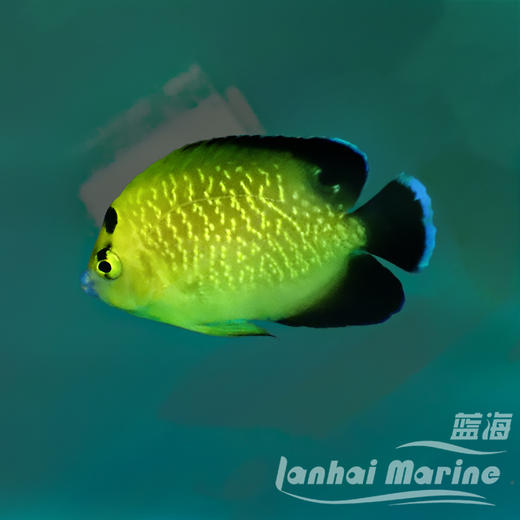 黄金火花 商品图1