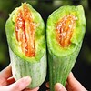 【现摘现发！山东博洋9号甜瓜】饱满脆甜，爽口多汁，脆爽多汁 一口甜到心！61号甜瓜5斤新鲜水果当季羊角蜜大果脆甜香蜜 商品缩略图2