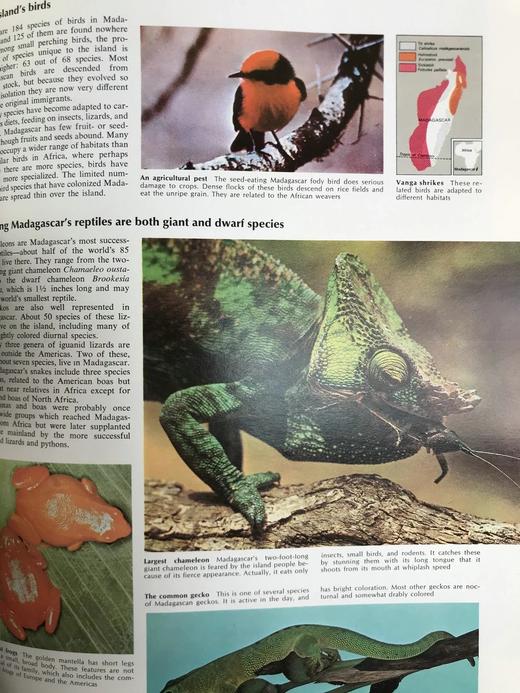 迷人的动物世界 数千幅插图 精装大16开 商品图6