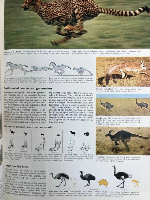 迷人的动物世界 数千幅插图 精装大16开 商品图14