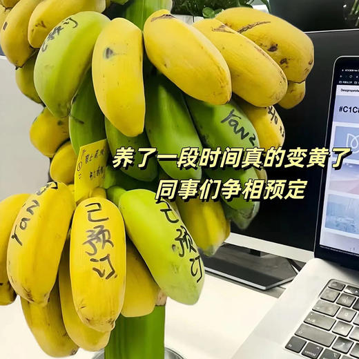 好玩好吃好看香蕉【禁止蕉绿】打工人自己的专属绿植 🌲.神仙工位的新宠!水培芭蕉小胖蕉，没熟之前是绿植 熟了之后是水果！ 商品图2