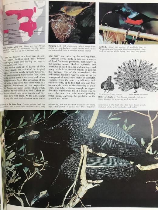 迷人的动物世界 数千幅插图 精装大16开 商品图8