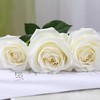 新鲜鲜花  骄傲白玫瑰1束（10支） 商品缩略图1