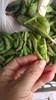 新鲜带壳豌豆500g 商品缩略图9