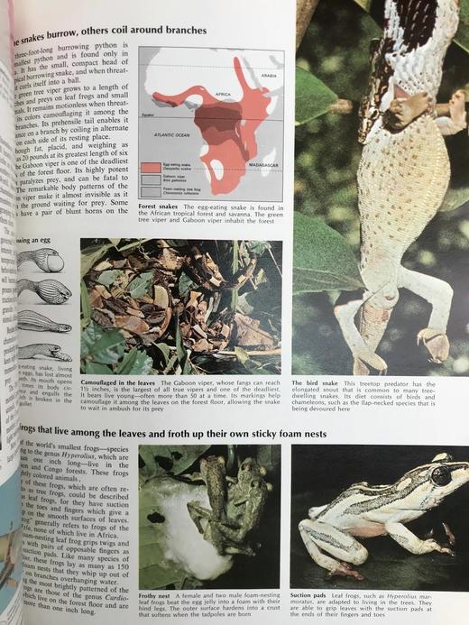 迷人的动物世界 数千幅插图 精装大16开 商品图7