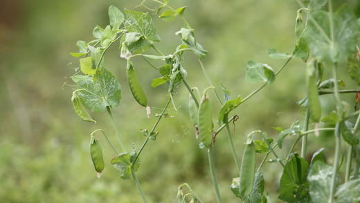 新鲜带壳豌豆500g 商品图7